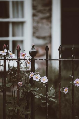 gate with flowers behind