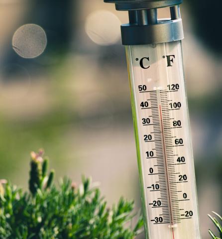 Photo of thermometer beside plant