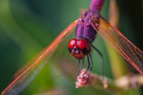 Dragonflies
