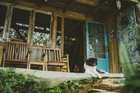 Dog on Cottage Porch