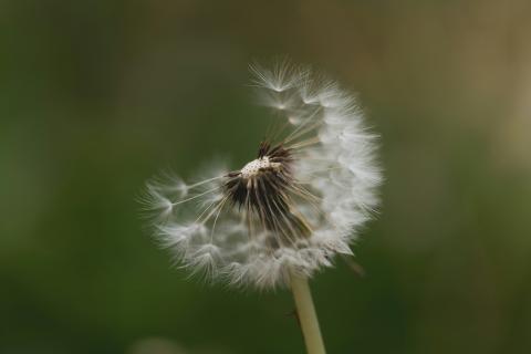 Partially blown dandilion