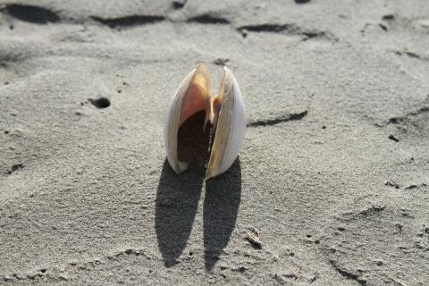 Open clam shell on beach sand