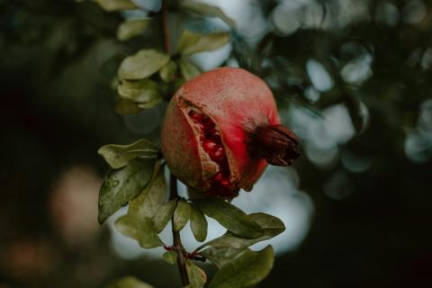 Cracked pomegranate hanging from tree